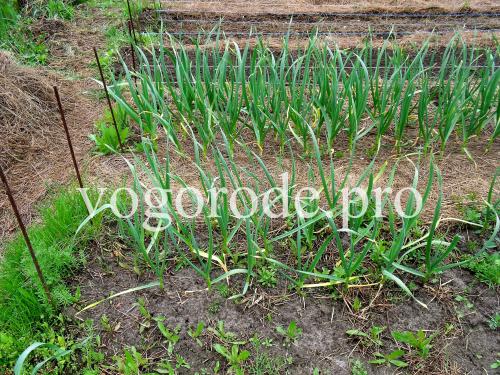 Нужно ли мульчировать чеснок после посадки под зиму. Посадка озимого чеснока. Мульчирование сеном и листьями.