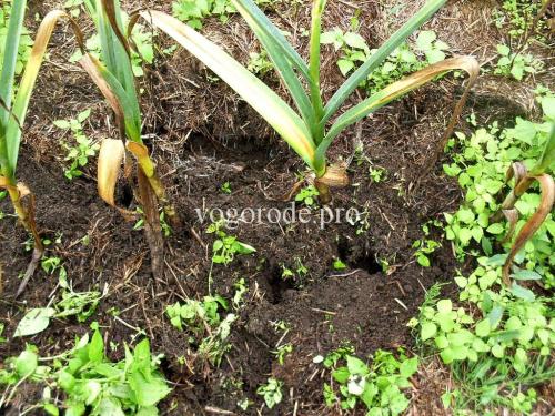 Нужно ли мульчировать чеснок после посадки под зиму. Посадка озимого чеснока. Мульчирование сеном и листьями.