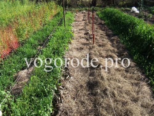 Нужно ли мульчировать чеснок после посадки под зиму. Посадка озимого чеснока. Мульчирование сеном и листьями.