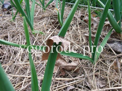 Нужно ли мульчировать чеснок после посадки под зиму. Посадка озимого чеснока. Мульчирование сеном и листьями.