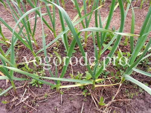 Нужно ли мульчировать чеснок после посадки под зиму. Посадка озимого чеснока. Мульчирование сеном и листьями.