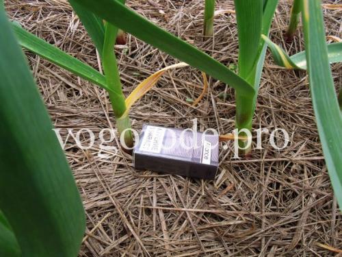 Нужно ли мульчировать чеснок после посадки под зиму. Посадка озимого чеснока. Мульчирование сеном и листьями.