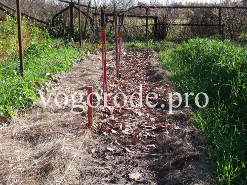 Нужно ли мульчировать чеснок после посадки под зиму. Посадка озимого чеснока. Мульчирование сеном и листьями.