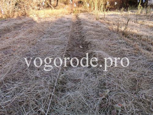 Нужно ли мульчировать чеснок после посадки под зиму. Посадка озимого чеснока. Мульчирование сеном и листьями.