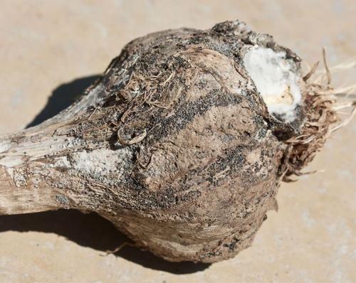 Почему чеснок прозрачный. Почему у чеснока зубки прозрачные? 06 Почему чеснок прозрачный. Почему у чеснока зубки прозрачные? 06