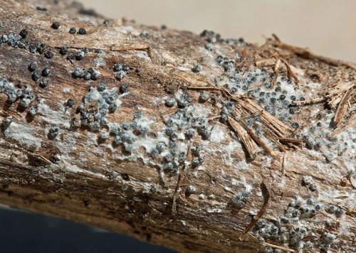 Почему чеснок прозрачный. Почему у чеснока зубки прозрачные? 05 Почему чеснок прозрачный. Почему у чеснока зубки прозрачные? 05