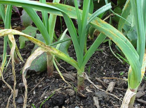 Почему чеснок прозрачный. Почему у чеснока зубки прозрачные? 11 Почему чеснок прозрачный. Почему у чеснока зубки прозрачные? 11