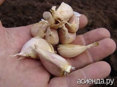 Бактериоз чеснока