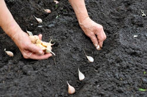 Яровой чеснок когда сажать. Когда сажать яровой чеснок: критерии выбора срока