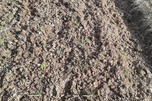 Посадка ярового чеснока осенью. Правильно сажаем чеснок осенью