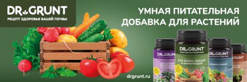 Посадка ярового чеснока осенью. Правильно сажаем чеснок осенью