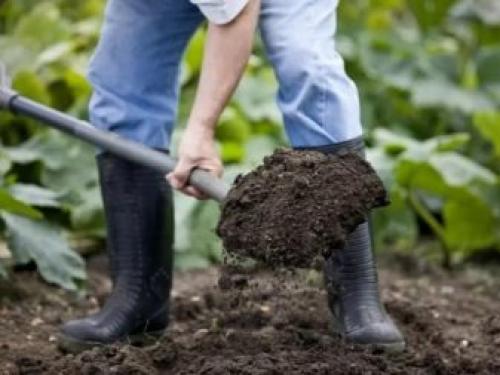 Яровой чеснок выращивание и уход. Выращивание ярового чеснока: 7 важных моментов 03 Яровой чеснок выращивание и уход. Выращивание ярового чеснока: 7 важных моментов 03