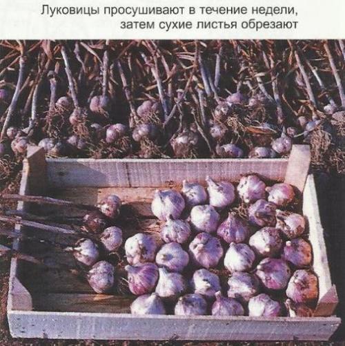 Яровой чеснок выращивание и уход. Выращивание ярового чеснока: 7 важных моментов 06 Яровой чеснок выращивание и уход. Выращивание ярового чеснока: 7 важных моментов 06