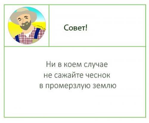 Посадка чеснока осенью (под зиму), лучшее время