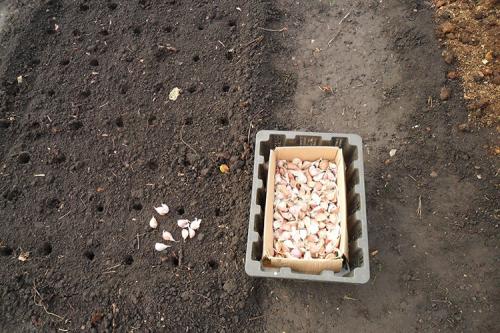 Посадка ярового чеснока осенью. Правильно сажаем чеснок осенью