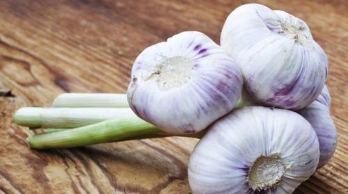 Влияет ли регион произрастания на сроки уборки чеснока. Когда убирать посаженный под зиму чеснок?