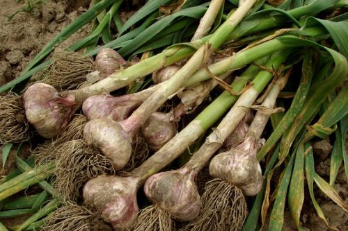 Как определить оптимальное время для уборки чеснока в 2025 году. Когда: советы, признаки, примерные сроки по регионам