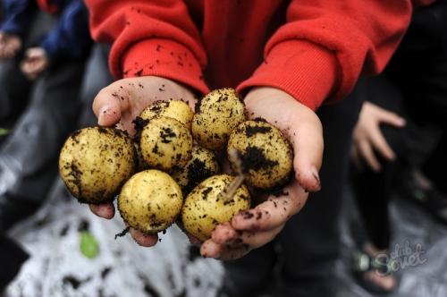 Почему после подмораживания картофель становится сладким. Почему после подмораживания клубни картофеля становятся сладковатыми? 02 Почему после подмораживания картофель становится сладким. Почему после подмораживания клубни картофеля становятся сладковатыми? 02