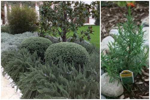 Розмарин на подоконнике. Как выращивать розмарин в домашних условиях зимой