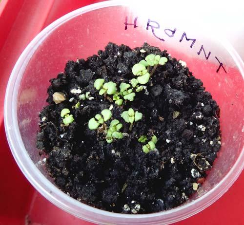 Как вырастить чабрец из семян дома. Как вырастить тимьян из семян в горшке