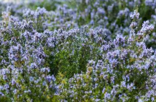 Розмарин на подоконнике. Как выращивать розмарин в домашних условиях зимой