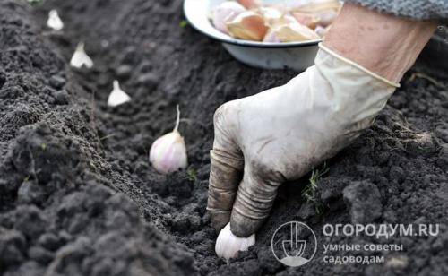 Можно ли сажать чеснок после помидор под зиму. Благоприятные «предшественники»