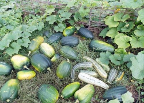 После чего сажать чеснок и лук под зиму. После чего сажать чеснок под зиму, чтобы он вырос крупным и здоровым