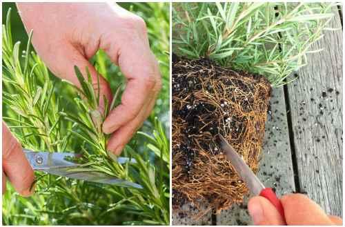 Розмарин на подоконнике. Как выращивать розмарин в домашних условиях зимой