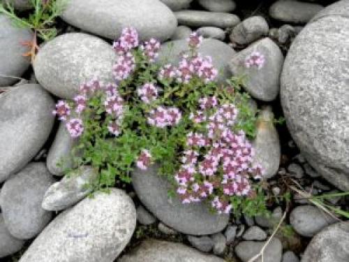 Чабрец в горшке. Можно ли вырастить тимьян в горшке