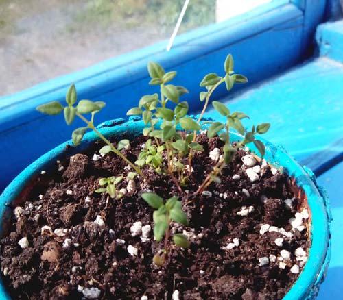 Как вырастить чабрец из семян дома. Как вырастить тимьян из семян в горшке