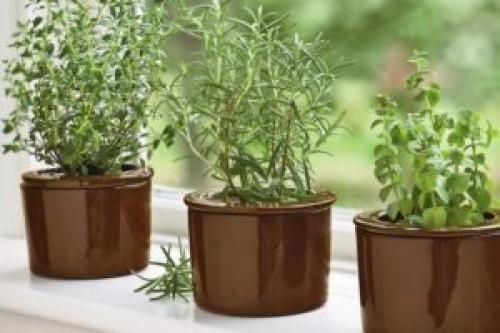 Чабрец в горшке. Можно ли вырастить тимьян в горшке
