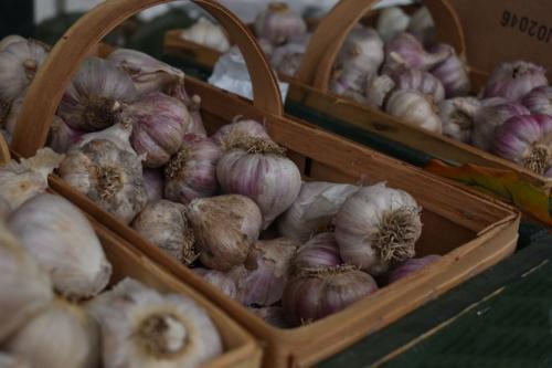 Когда сажать чеснок весной. Когда и как сажать яровой чеснок весной в открытый грунт 16 Когда сажать чеснок весной. Когда и как сажать яровой чеснок весной в открытый грунт 16