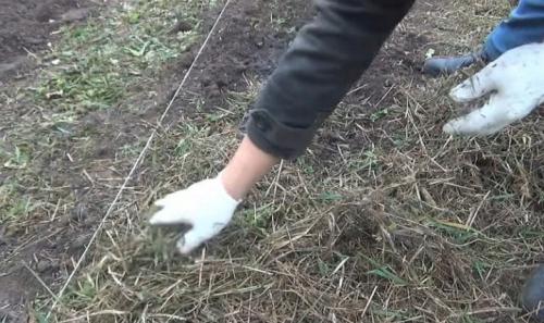 Когда сажать чеснок весной. Когда и как сажать яровой чеснок весной в открытый грунт 11 Когда сажать чеснок весной. Когда и как сажать яровой чеснок весной в открытый грунт 11