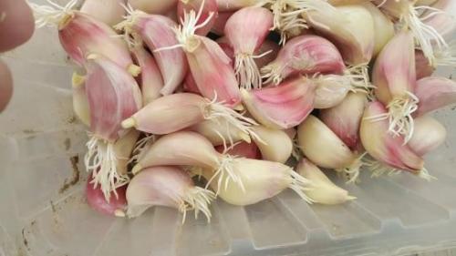 Когда сажать чеснок весной 2023. Посадка чеснока весной на Кубани: когда и как правильно сажать