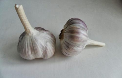 Как обновить яровой чеснок. Яровой чеснок для выращивания на головку — нюансы посадки пряной овощной культуры весной