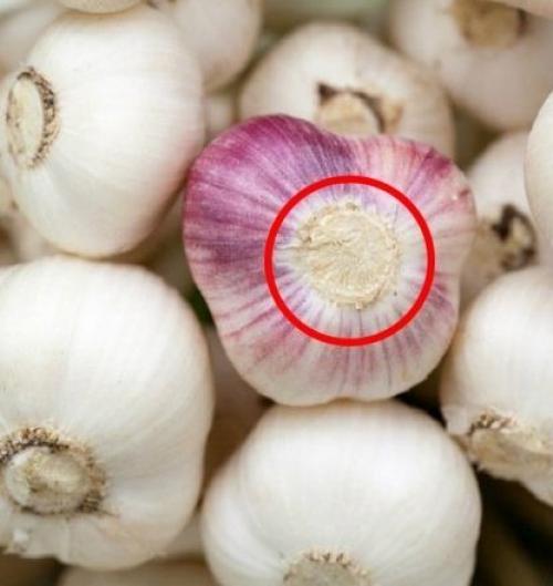 Когда сажать чеснок весной. Когда и как сажать яровой чеснок весной в открытый грунт 15 Когда сажать чеснок весной. Когда и как сажать яровой чеснок весной в открытый грунт 15