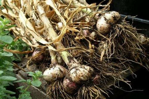 Яровой чеснок хранение. Когда в 2023 году можно убирать яровой чеснок, сборка с грядки и хранение