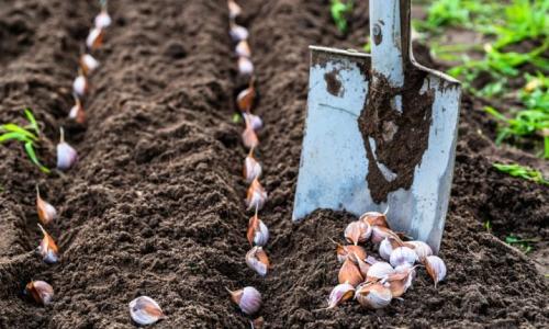 Когда сажать чеснок весной. Когда и как сажать яровой чеснок весной в открытый грунт 12 Когда сажать чеснок весной. Когда и как сажать яровой чеснок весной в открытый грунт 12