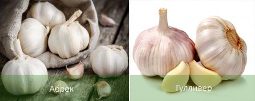 Посадка ярового чеснока и уход за ним. Яровой чеснок: агротехника и сорта