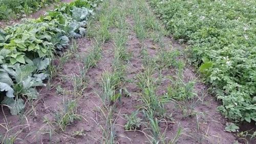 Когда сажать чеснок весной 2023. Посадка чеснока весной на Кубани: когда и как правильно сажать