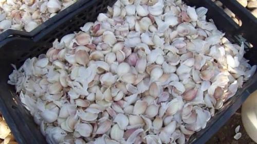 Когда сажать чеснок весной 2023. Посадка чеснока весной на Кубани: когда и как правильно сажать