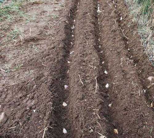 Когда сажать чеснок весной 2023. Посадка чеснока весной на Кубани: когда и как правильно сажать