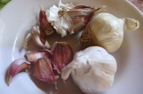 Как обновить яровой чеснок. Яровой чеснок для выращивания на головку — нюансы посадки пряной овощной культуры весной