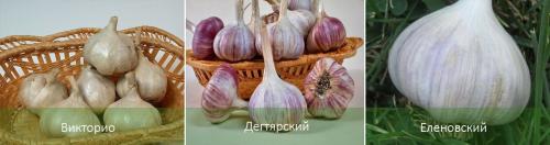 Посадка ярового чеснока и уход за ним. Яровой чеснок: агротехника и сорта