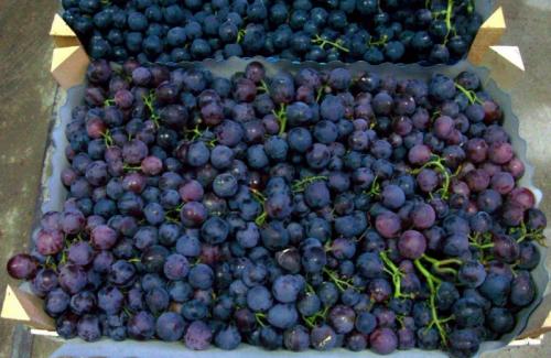 Лучшие столовые сорта винограда в крыму. Виноград Крыма