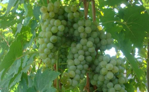 Лучшие столовые сорта винограда в крыму. Виноград Крыма