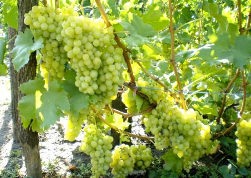 Лучшие столовые сорта винограда в крыму. Виноград Крыма