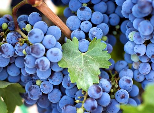 Лучшие столовые сорта винограда в крыму. Виноград Крыма