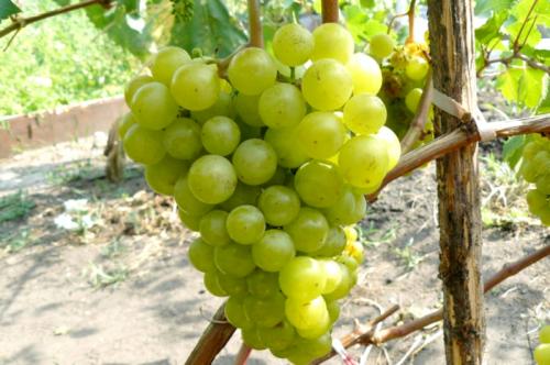 Лучшие столовые сорта винограда в крыму. Виноград Крыма