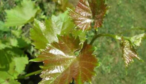 Виноград Ламбада: описание сорта, фото, видео, отзывы